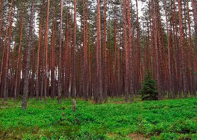 Forêt de conifères